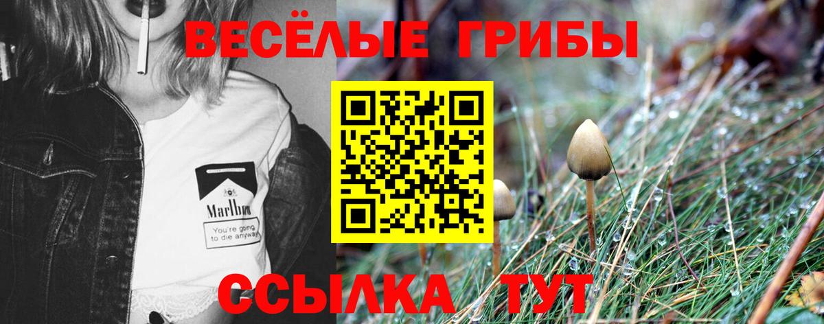 Псилоцибиновые грибы мицелий  цена наркотик  Вход с VPN  Новокуйбышевск  Галлюциногенные грибы Psilocybine cubensis 